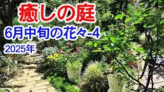【癒しの庭 6月中旬の花々-4】6月中旬の花々です。そろそろ暑い日が続き、春のお花がだんだん減っていきます。2025年6月17日