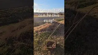 #пермакультура #сад #выращивайсвоюеду #садоводство #выращивай