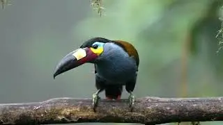 Top Birding Destinations for Your Next Adventure