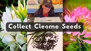 How To Collect Cleome Spinosa Flower Seeds