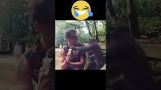 Monkey steals banana
