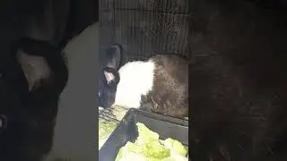 color black and white rabbit 🐰 #cute #amazing #rabbit