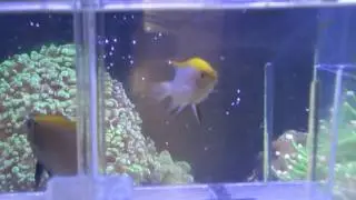Damsel Blue Fin (pair)