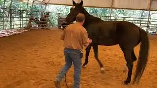 3 year old warm blood  desensitization to fly spray Part 1