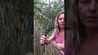 Chop and Drop: Vetiver Grass