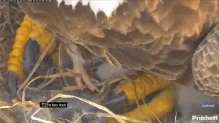 SWFEC 1-2-24.  M15's fish delivery; E23's Tiny Foot; Feedings + F23 brings food/carcass to the nest.
