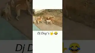 D.j dogs song