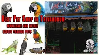 Pet Shop in Trivandrum with exotic birds  | Kerala