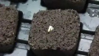 how i germinate seeds pt 2