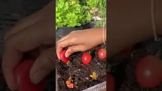 DIY Tomato Seed Starting &ndash; Fast & Easy Method for Beginners