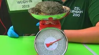 These Zoo Animals Tip the Scales at Weigh-In