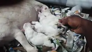 French bull dog Delivery 9645957244
