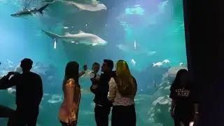Blue Planet aquarium Chester