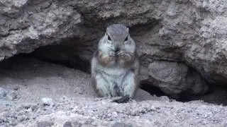 Lake Pleasant Wildlife Chipmunk Lunch.mpg