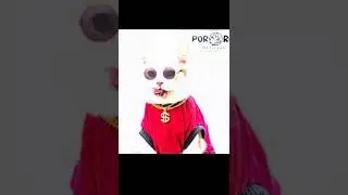 BAJU KUCING