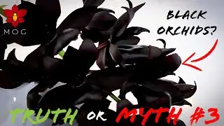 Myth or Truth #3 - Black Orchids, no growth after repotting, misting & more!