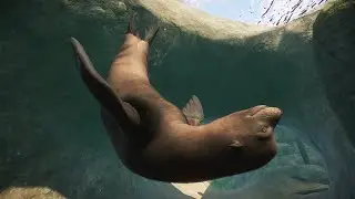 PLANET ZOO California Sea Lion in Jameson Wildlife Park