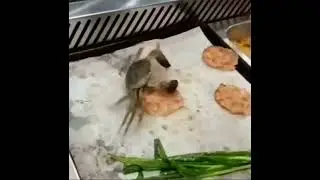 Mr.Krabs 