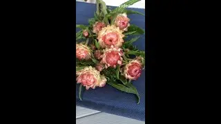 Strawflowers  drying