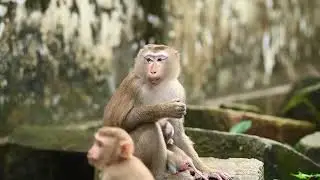Monkey Luna  so sweet with soon luno 449  #Monkeys