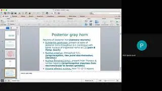 Posterior grey horn, sensory neurons of spinal cord, substantia gelatinosa