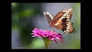 Most Beautiful Insects in the World - Butterflies.