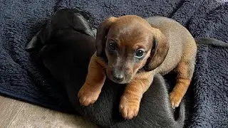 Baby Dachshund Puppy Cutest Moments🥺🥺#wienerdog #newpuppy #dachshundpuppy #babynoises
