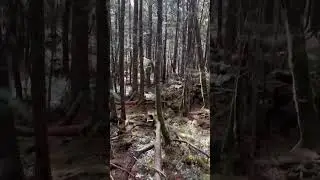 Я нашел печально известные ленты Аокигахара