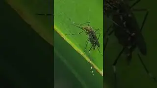 Zika virus infects two pregnant women in pune @NDTV