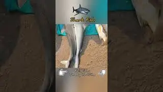 Shark Fish 🎏 | Chirala Beach #teluguvlogs