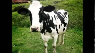 Cow Animal Sound Clip (Educational Purposes Only)