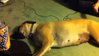 Delilah, sleeping...