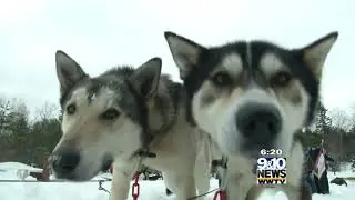 Hometown Tourist: Nature&rsquo;s Kennel Sled Dog Racing and Adventures