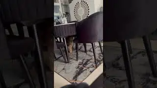 Exploring dining table #cat #persiancat #tortitude #catundertable #dinning #dinningtable #catplaying