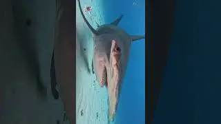 Gorgous Great Hammerhead Quick Pass #shark #sharks #explore #ocean #hammerhead #adventure #bmini