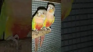 perfect time of pineapple conure breeding age.