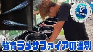 【めだか屋サバンナ】強青ラメサファイアの選別！