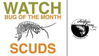 Bug of the Month - Scuds with Jon Easdon #flyfishing #trout