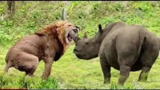 7 animals that can kill a lion