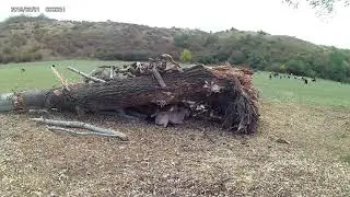In the Gal&aacute;pagos Islands, a battle between man and goat