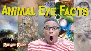 8 Eye-popping Facts About Animal Eyes