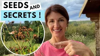 Cilantro Seeds : How to HARVEST Cilantro (Coriander) Seeds for Next Year!