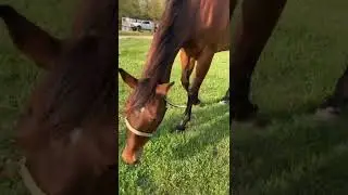 She had to get out and eat the grass because she is so picky