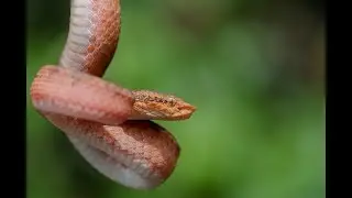 Macro Photography in Agumbe Rainforest | Trip Chale