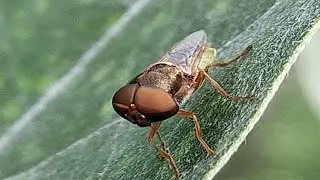 Beautiful Horseflies - Tabanus @selyan1980