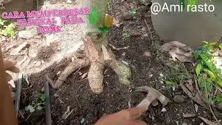 How to enlarge the base of a bonsai trunk