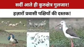 प्रवासी पक्षियों की संख्या में गिरावट क्यों? ग्रामीणों ने बताया बढ़ते प्रदूषण का असर | Haryana News