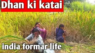 Dhan ki  katai  || village farming life  | farmar life vlog 