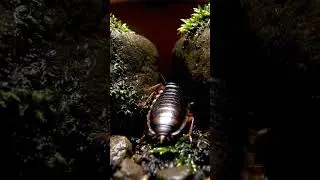 The Beetle that can't be CRUSHED! 🛡️ #catlab #science #wow
