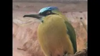 Andean Motmot?, Momotus cf. aequatorialis